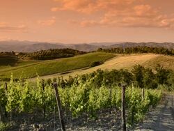 Italy vineyard at sunset Stock Footage