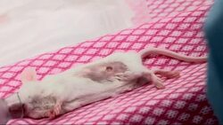 Scientists often test drugs on mice, but now some cancer patients are doing the same.  They're paying a private lab to breed mouse 'avatars' that carry bits of their own tumors so treatments can first be tried on customized rodents. (Dec. 15) News Clip