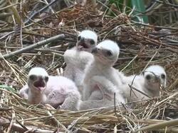 Marsh Harrier Chicks Close-up Stock Footage
