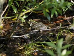 Dolly shot of swamp area, frog sitting, two scenes Stock Footage