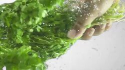 Coriander Splashing Into Water (Super Slow Motion) Stock Footage