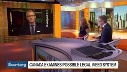 Canada Examines Possible Legal Weed System News Clip