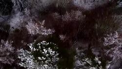 AERIAL: Snow falling on treetops Stock Footage