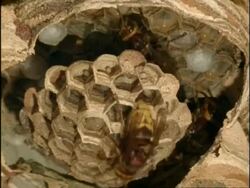 CU Hornets (Vespa crabro) protect larvae writhing hexagonal cells of nest, England Stock Footage