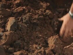 Oyster Stock Footage