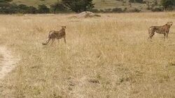 Cheetahs Hunting / preying Stock Footage