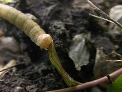 Caterpillar Stock Footage