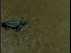 Olive Ridley turtle (Lepidochelys olivacea); juvenile entering sea at night. India Stock Footage
