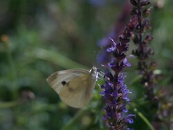 CU SLO MO Butterfly flying away from purple flower / Morristown, New Jersey, USA Stock Footage