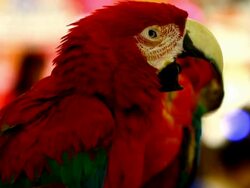 colorful parrot macaw Stock Footage