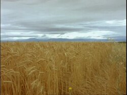 Cereal crop, ripe wheat field Stock Footage
