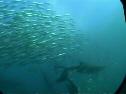 MS underwater view of Gannets and Common dolphins, attacking large ball shoal of Sardines, South Africa Stock Footage