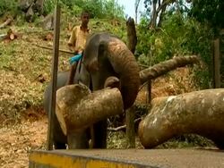 MS Elephant loading logs on a lorry Stock Footage