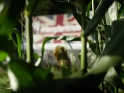 Views Of British Farming Stock Footage