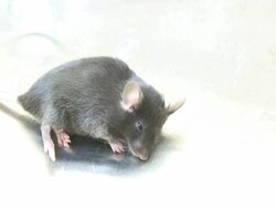 Lab mouse  1080/60i Stock Footage