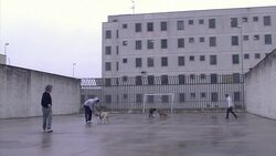CLEAN : Wagging tails in Italys model prison with pet therapy News Clip