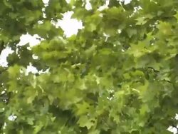 Maple leaves in a summer storm Stock Footage
