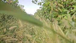 Portugal Aï¿½ores Sï¿½o Miguel vinhas Stock Footage