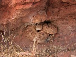 CU Great Basin Rattlesnake (Crotalus viridis lutosus) coiled and rattling. /Utah, USA Stock Footage