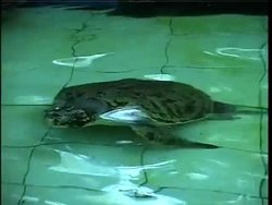 Volunteers protect the smallest species of all sea turtles Instructional Video