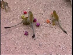 Monkeys playing with dreidel, traditional Hanukkah toy, at monkey park Instructional Video