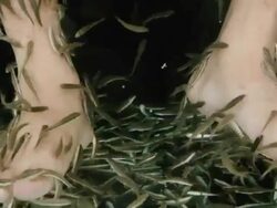 Fish Spa Stock Footage