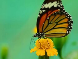 Monarch Butterfly Stock Footage