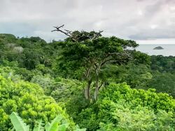 WS T/L View of manuel antonio bay and manuel antonio national park / Quepos, Manuel Antonio, Costa Rica Stock Footage