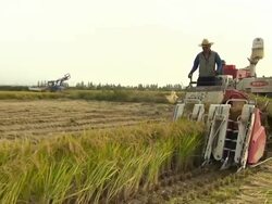 A man harvest crops using by threshing machine Stock Footage