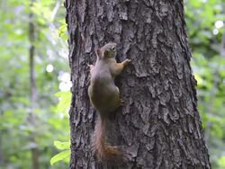 MS Shot of American red squirrel eating homemade suet on bark of large tree Stock Footage