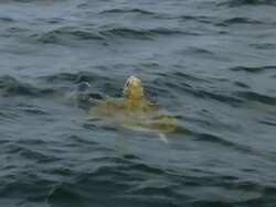 MS View Olive Ridley turtles at ocean surface / Nosara, Guanacaste, Costa Rica Stock Footage