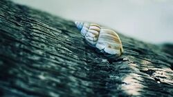 Hermit Crab Stock Footage