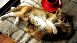 Cat sleeping with hot coffee cup Stock Footage