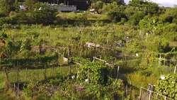 Insect battles provide clues to evolution Instructional Video