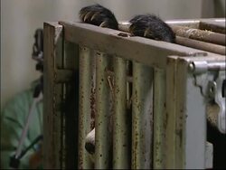 Panda shown breeding video to help mating process News Clip