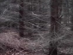Forest Stock Footage