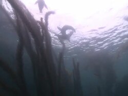 California sea lions (Zalophus californianus) play at surface - distant backlit  Stock Footage