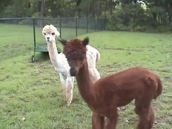 Two alpacas Stock Footage