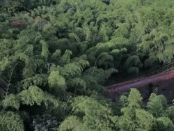 MS Aerial View of bamboo forest and bridge / Armenia, Quindio, Colombia  Stock Footage