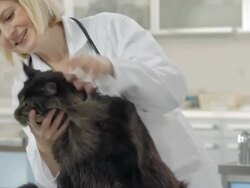 Female Veterinarian Physician Examining A Cat Stock Footage