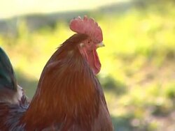 Chicken farm. Stock Footage