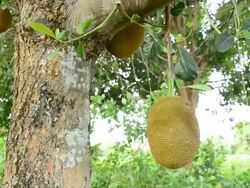 Jackfruit Stock Footage