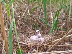 Marsh Harrier's Nest Stock Footage