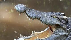 Crocodile With Open Mouth Stock Footage