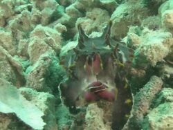 Flamboyant Cuttlefish (Metasepia pfefferi) walking on hand like tentacles, Kapalai, Sipadan, Borneo Stock Footage