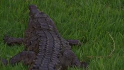 A crocodile rests on the grass. Stock Footage