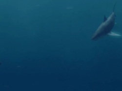 Medium hand-held - A great white shark swims over a dinosaur swimming underwater. / Dallas, Texas, USA Stock Footage