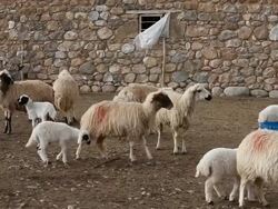 Sheeps Stock Footage