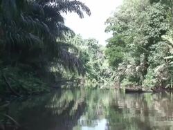 Channels in Tortuguero National Park - Costa Rica Stock Footage