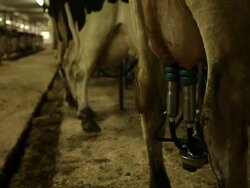 The cows are in stalls to collect their milk Stock Footage